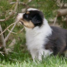 Australian Shepherd Puppies from HHK (Hot House Kennel)