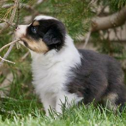 Australian Shepherd Puppies from HHK (Hot House Kennel)