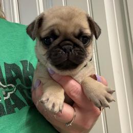 Peep - Fawn male Pug puppy in Ludowici, Georgia from Royal Destiny Kennels