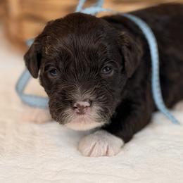 Cinder - Chocolate male Australian Labradoodle puppy in Citrus Heights, California from Elite Blend Labradoodles