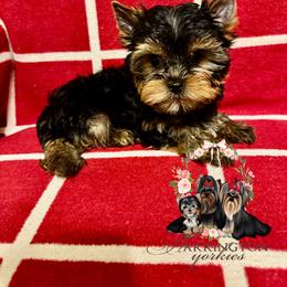 AKC Aspen - Black and tan male Yorkshire Terrier puppy in Bloomingdale, Georgia from Harrington Yorkies