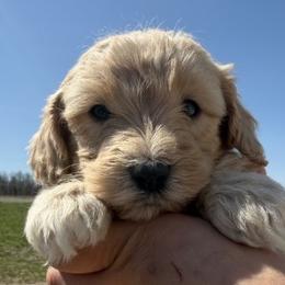Beau - Apricot male Aussiedoodle puppy in Jerome, Michigan from Haaspawz