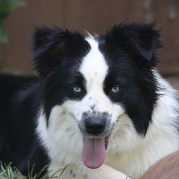 Maggie - Miniature Australian Shepherd