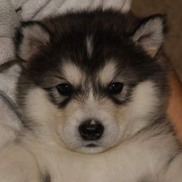 Alaskan Malamute Puppies from ArctiCircle Alaskan Malamutes