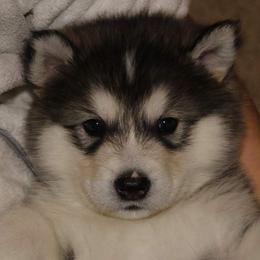Alaskan Malamute Puppies from ArctiCircle Alaskan Malamutes