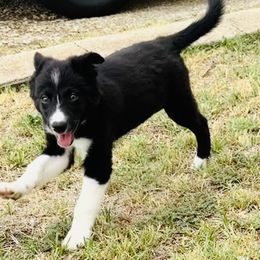 Border Collie Puppies from Bordercollieblues