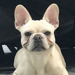 French Bulldogs from Pardon Our Official Frenchies