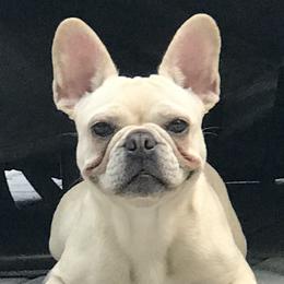 French Bulldogs from Pardon Our Official Frenchies