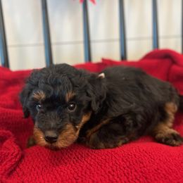 Tiger Lily - Black female Bordoodle puppy in Valley Center, California from Circle R Valley Bordoodls