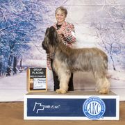 Briard and Schapendoes Puppies from Dragonz Lair