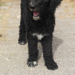 Luna - Black female Labradoodle puppy in Little Elm, Texas from Texas Rose Doodles