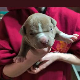 Boy 5 - Fawn male American Bully puppy in Phoenix, Arizona from Superstes Guard