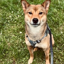 Kiko - Shiba Inu