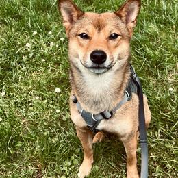 Kiko - Shiba Inu