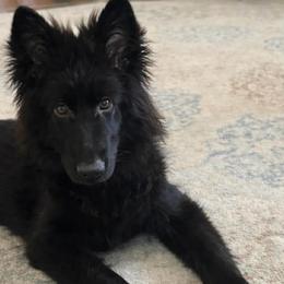 Bear - Black male German Shepherd puppy in Union City, Ohio from God’s Gifts German Shepherds