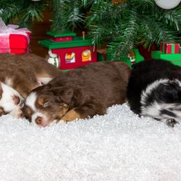 Miniature Australian Shepherd Puppies from Big Coon Little Aussies