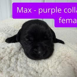 2nd pick Black Female - Black female Labrador Retriever puppy in Farmington, Missouri from Granite Creek Kennel