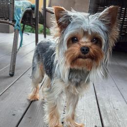 Rex - Blue and gold male Yorkshire Terrier puppy in Battle Ground, Washington from Joyful Yorkies