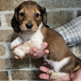 Dachshund puppies from Knollbrook Farm