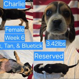 Charlie Blue Female - Black tan and bluetick female Beagle puppy in Bemidji, Minnesota from Nse Farms Beagles