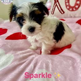 Yorkshire Terrier Puppies from Sunshine Luv Yorkies