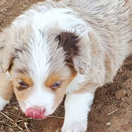 Miniature Australian Shepherds and Toy Australian Shepherds from Schwandt Toy Mini Aussies