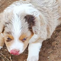 Miniature Australian Shepherds and Toy Australian Shepherds from Schwandt Toy Mini Aussies