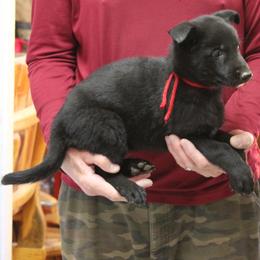 Red Girl - Black female German Shepherd puppy in Lake George, Colorado from High Country German Shepherds