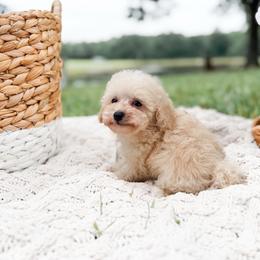 Dusty - Cream male Poodle puppy in Chapel Hill, North Carolina from Cyndi’s Poodles