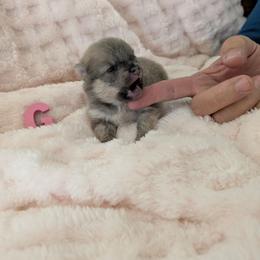 G - Blue and tan female Pomeranian puppy in Cocoa, Florida from Pom Coast Pomeranians