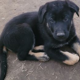 Boy 1 Red collar - Bi-color German Shepherd puppy in Double Springs, Alabama from Sunset Ranch and Kennel