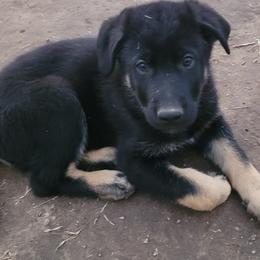 Boy 1 Red collar - Bi-color German Shepherd puppy in Double Springs, Alabama from Sunset Ranch and Kennel