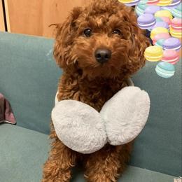Luna - Poodle