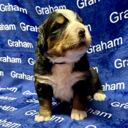 Black Collar - Black rust and white male Bernese Mountain Dog puppy in Comer, Georgia from Water Oak Farm