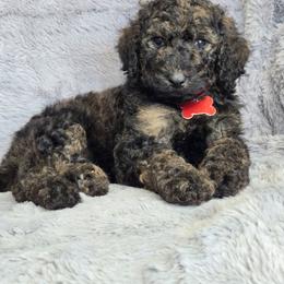 Sable boy - Sable male Poodle puppy in Bauxite, Arkansas from Mountain Ridge Poodles