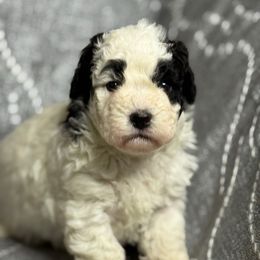 M6 100225 CC - Black & white male Maltipoo puppy in Bakersfield, California from Silvia's Maltipoos