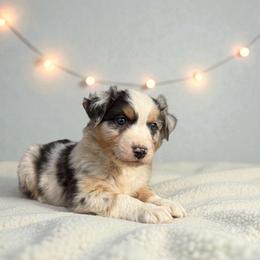 Zaya Sichterman - Red merle male Australian Shepherd puppy in Statesville, North Carolina from Charming Australian Shepherds