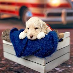 Champ - Black  male Australian Cobberdog puppy in Sarasota, Florida from Labe's Australian Cobberdogs