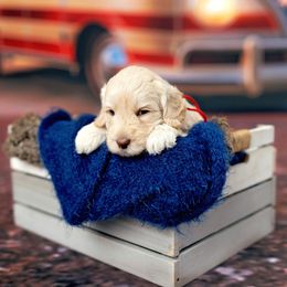 Champ - Black  male Australian Cobberdog puppy in Sarasota, Florida from Labe's Australian Cobberdogs