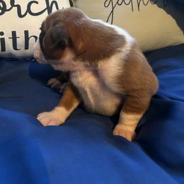 Boxer Puppies from Happy Go Boxers