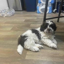 Shih Tzu Puppies from TACG