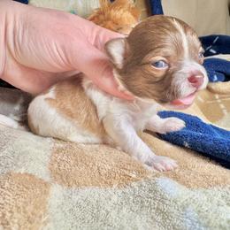 Fudge - Red and white male Chihuahua puppy in Canton, Ohio from Elysium Fields Chihuahuas