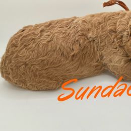 Girl 2 - Goldendoodle puppy in Byron, Minnesota from Midwestern Doodles
