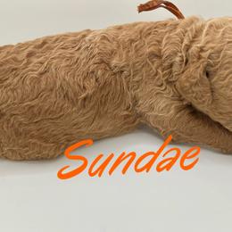 Girl 2 - Goldendoodle puppy in Byron, Minnesota from Midwestern Doodles