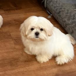 Lulu - White female Shih Tzu puppy in Covington, Georgia from Top Hats 2  Shih Tzu’s