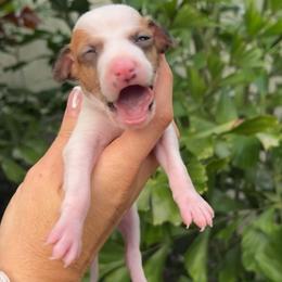 Party - White and red female Italian Greyhound puppy in Southwest Florida, Florida from Woofford Italian Greyhounds