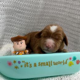 Bullseye - Red male Australian Labradoodle puppy in Orange, California from Little Kingdom Doodles