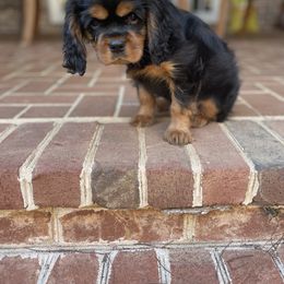 Cavalier King Charles Spaniel Puppies from Carter Woods Cavaliers