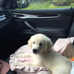 Golden Retriever Puppies from Chrysanthos Golden Retrievers