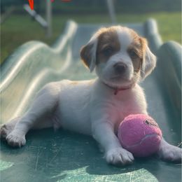 Red Boy - Orange and white male Brittany puppy in Milner, Georgia from Hi-Hope Kennel